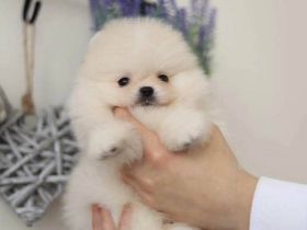 Teddybär Pomeranian Welpen