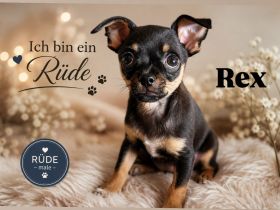 Zwei kleine Rüden suchen noch ihre Familie