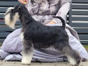 Zwergschnauzer Schwarz-Silber