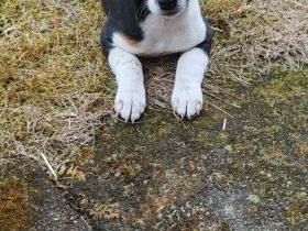 Jack Russell Welpe Hündin
