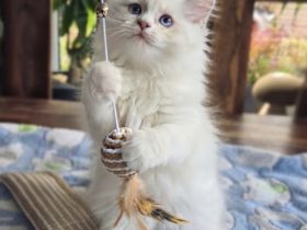 Zuckersüße Ragdoll - BLH - Kitten , komplett 2-fach geimpft, entwurmt, gechippt.