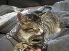 Geschwisterkitten suchen neues Zuhause (auch einzeln)