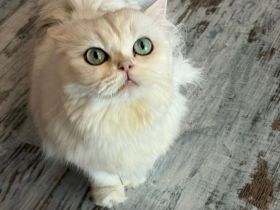 Chinchilla Perserkatze sucht ein dauerhaftes Zuhause