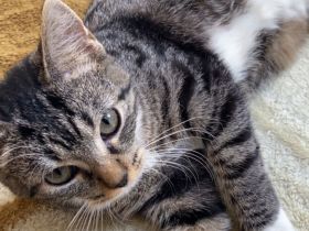 Junge Katze zu verkaufen