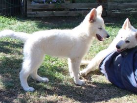 Weißer Schäferhund Welpen mit Papieren