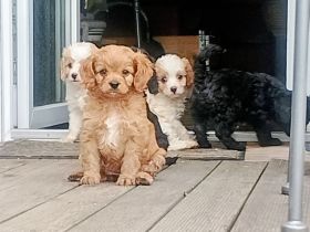 Traumhaft schöne Cavapoo Welpen