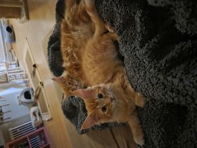 2 Katzen Geschwister