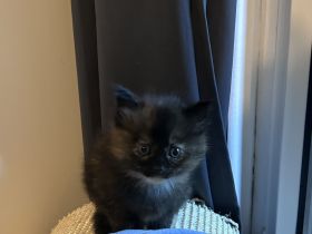 Maincoon Kitten
