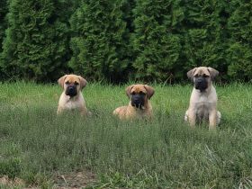 Cane Corso Welpen suchen ihre Herzensmenschen