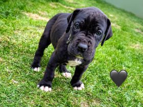 Deutsche Doggen welpen