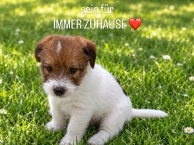1 Rüde sucht noch nach dem FÜR IMMER ZUHAUSE