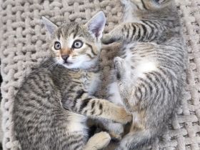 Wunderschöne Kitten absofort neues Zuhause auf Lebenszeit