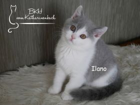 Reinrassige BKH Kitten in blue-white mit Stammbaum aus Vereinszucht