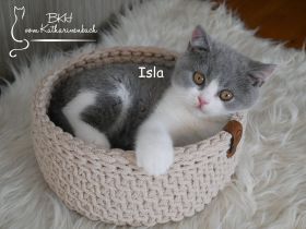 Reinrassige BKH Kitten in blue-white mit Stammbaum aus Vereinszucht