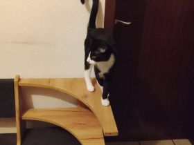 verkaufe 3 hübsche katzen