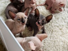 Don Sphynx