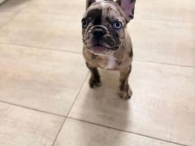 Welpe Merle lilac französische Bulldoge