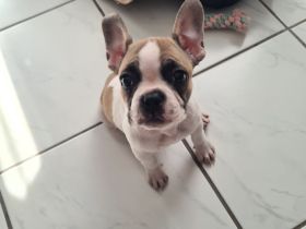 Französische Bulldogge Welpe
