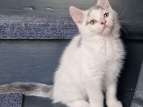 Süsser Kater sucht  ein zu Hause