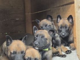 Belgischer Schäferhund Malinois Welpen reinrassig