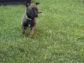Belgischer Schäferhund Malinois reinrassig