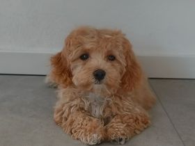 Maltipoo-Welpen sucht liebevolles Zuhause!