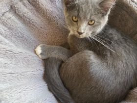 Süße BKH-Siam Mix Kitten suchen neues Zuhause