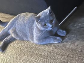 Super verschmuste Bkh Katze blau 2 Jahre gedeckt von Bkh aus privaten Gründen abzugeben