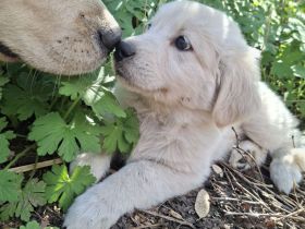 Golden Retriever X Berger Blanc Suiss