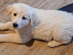 Golden Retriever X Berger Blanc Suiss