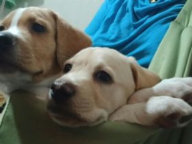 Meltemi und Alisio