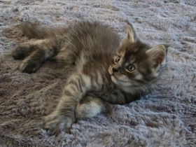 BEZAUBERNDE XXL MAINE COON KITTEN MIT STAMMBAUM