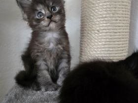 BEZAUBERNDE XXL MAINE COON KITTEN MIT STAMMBAUM