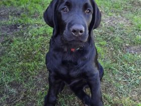 2 hübsche liebe schwarze Labrador/ Labradoodle Welpen suchen noch ihre Familien