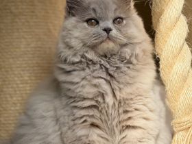 Wunderschöne Britisch Kurzhaar und Langhaar Kitten mit Stammbaum