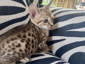 SBT Savannahkitten (F6)