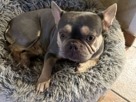 Französische Bulldogge