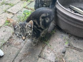 Drei Katzenkinder abzugeben