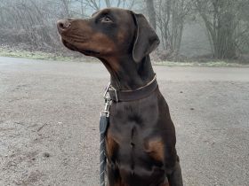 Dobermann Dino sucht sein für-immer Zuhause