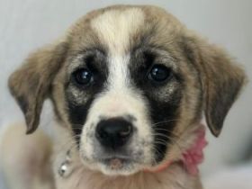 Amira, geb. ca. 03/2026, lebt in GRIECHENLAND, im städt. Tierheim Serres