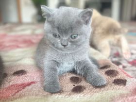 BKH weiblich kitten