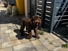 Lagotto Romagnolo Rüde Bobby – familienfreundlich, sozialisiert, mit EU-Heimtierausweis
