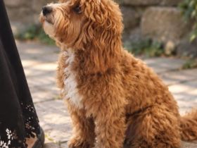 Wunderschöne Maltipoo Hündin