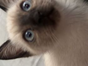 Bkh Kater