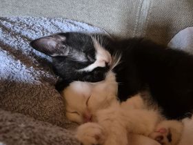 Minka & Molly: Zuckersüße Hauskätzchen (4 Monate) mit EU-Pass, Chip & riesigem Starter-Set inclusive