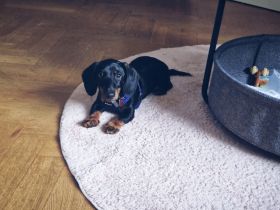 Süßer Zwergdackel sucht neues Zuhause!