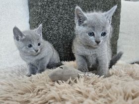 Russisch Blau Kitten