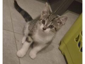 Hauskatze Babykatze