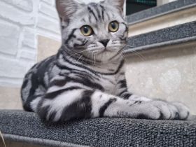 Reinrassige BKH Katze Silver Tabby Classic