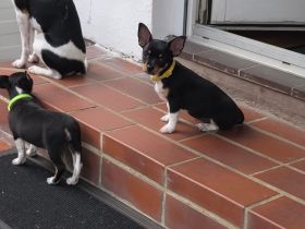 Jack Russel Mixwelpen
